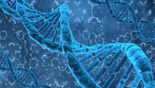 转基因蚊子 科学探索与生态平衡的双刃剑