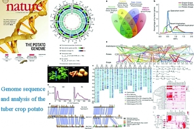 中国科学家主导的马铃薯基因组研究荣登《自然》杂志封面