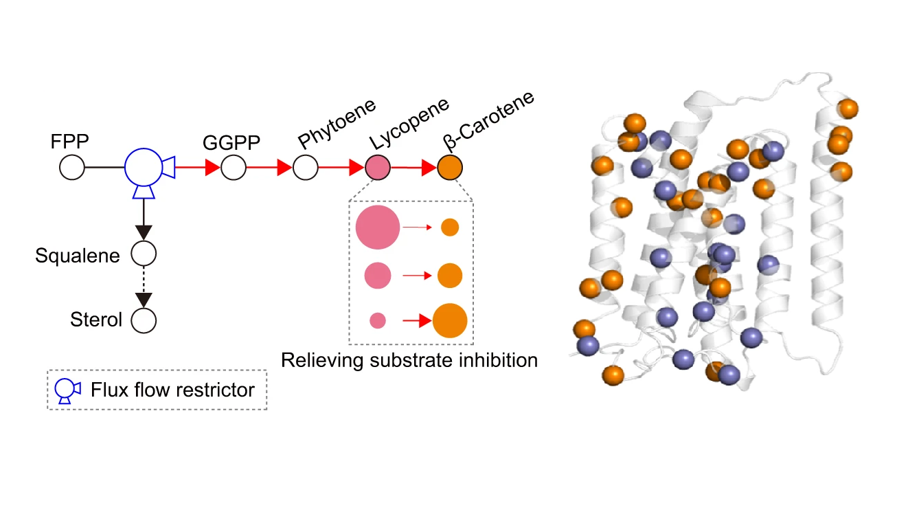 科学家构建出高效异源生物合成类胡萝卜素细胞工厂