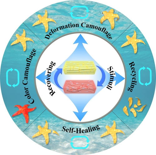 中国科学家研发出海星仿生软体机器人 兼具自然伪装与断肢重生能力